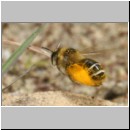 Dasypoda hirtipes - Hosenbiene w53c mit Pollen im Nestanflug.jpg